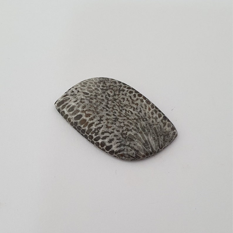Black Fossil Coral Cabochon