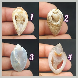 Puede incluir: Cuatro tipos diferentes de conchas marinas con un interior cristalizado. Las conchas son de color marrón claro, blanco y gris. Las conchas están numeradas del 1 al 4.