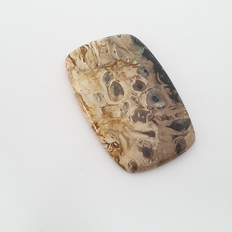 Fossilized Plam Wood