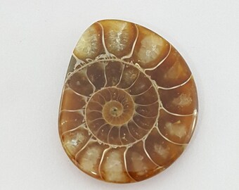 Ammonietfossiele cabochon