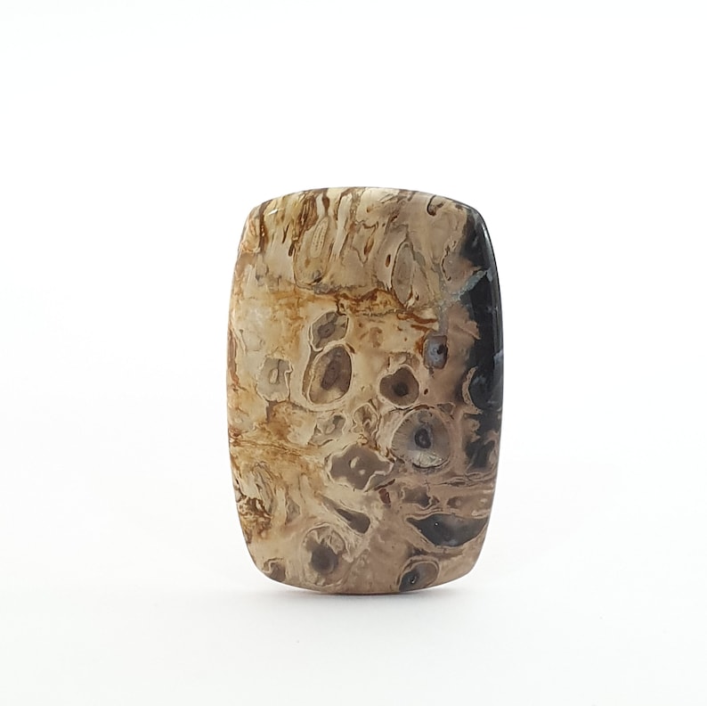 Fossilized Plam Wood