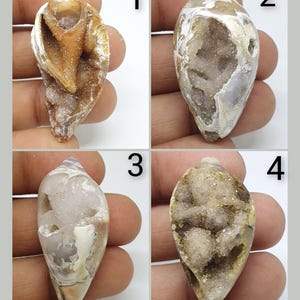 May include: Four fossilised seashells with a white, brown and grey crystal formation inside. The shells are numbered 1 through 4.