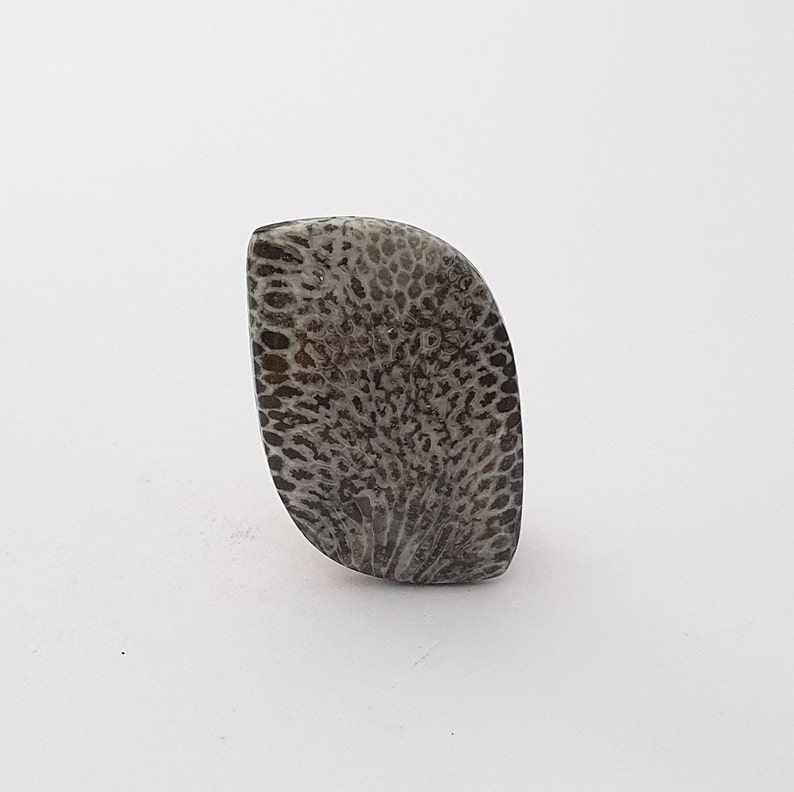 Black Fossil Coral Cabochon