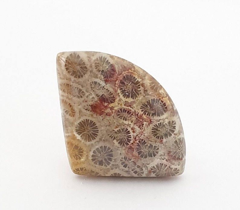Fossil Coral Cabochon