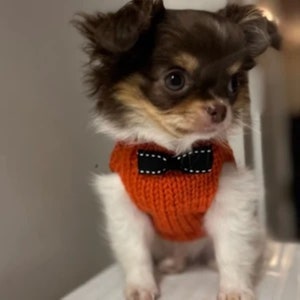 Morkie Bow Tie Etsy