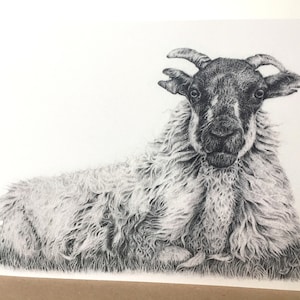Carte mouton, carte vierge, mouton, art, Agnès, carte pour elle, carte pour lui, animaux de la ferme, anniversaire, carte d'art