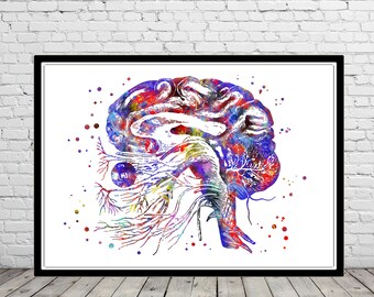 Nerfs crâniens cérébraux aquarelle imprimer nerfs crâniens cerveau imprimer empreinte cérébrale, cerveau art anatomie art anatomie humaine