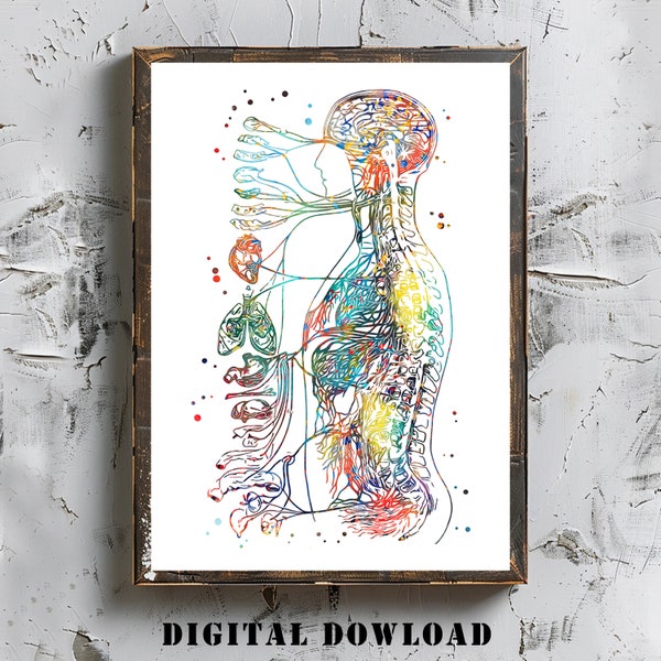 Autonomic Nervous System Watercolor Print Medical Art Medical Office Decor Digital Download Parasympathetic Sympathetic Anatomy Biology