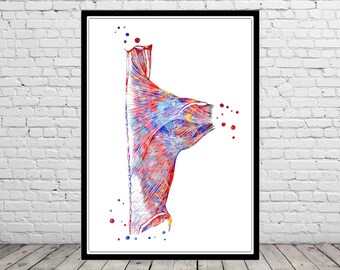 Back muscles, human muscles, muscles anatomy, watercolor back muscles, human muscles art, muscles print, vinatge back muscles, muscles