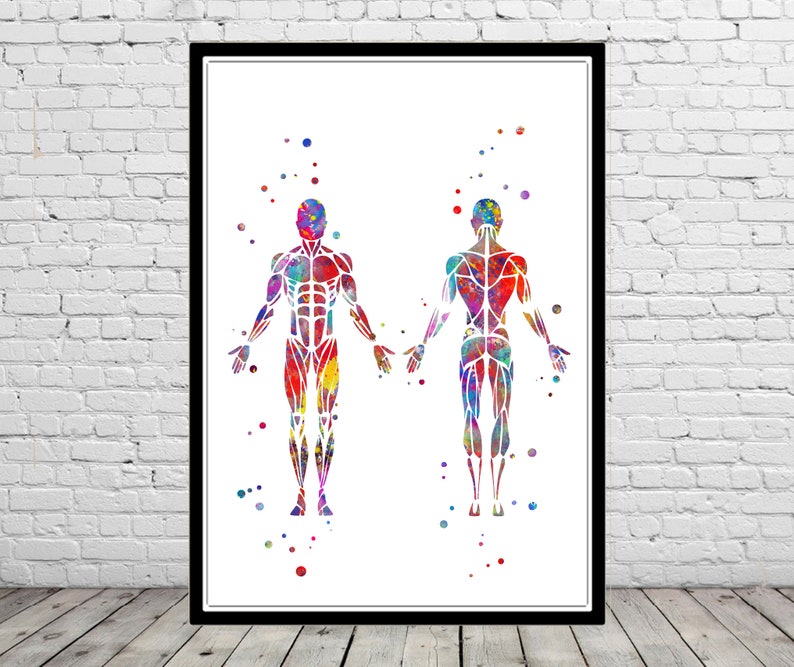 muscles skeletal muscles watercolor anatomy art human muscles man body Muscular System muscular man muscles human body medical art