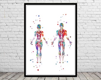 Muscular System wall art watercolor print human body muscles medical art skeletal muscles female body female muscles man body man muscles