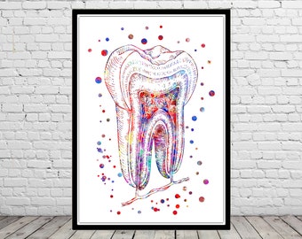 Tooth, dental print, human tooth structure, watercolor tooth, dental hygenist gift, dentist office decor, human teeth, watercolor teeth