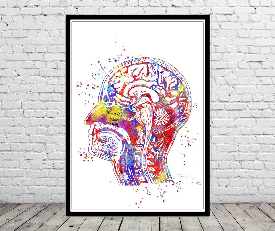 Head Anatomy Watercolor Print Human Head Wall Art Medical Art Brain ...