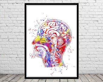 Head anatomy watercolor print human head wall art medical art brain anatomy abstract brain cross section of head medical office decor