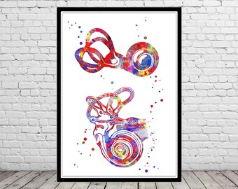 Ear anatomy, ear canal, cochlea histology, cochlea, vestibular, acoustic, nerves, audiology, medical office decor