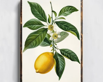 Vintage Lemon Branch Drawing Antique Illustration Of Lemon Old Drawing Print Rustic Kitchen Art Botanical Sketch Farmhouse Decor Fruit Art