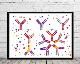 Antibody molecule watercolor print medical office decor antibodies immunoglobulin structure of antibody IgA IgG IgM IgE IgD