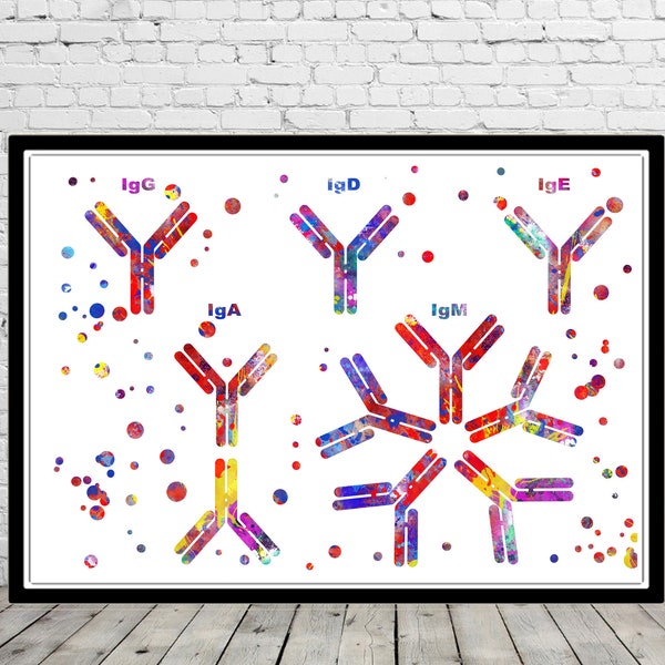 Antibody molecule watercolor print medical office decor antibodies immunoglobulin structure of antibody IgA IgG IgM IgE IgD