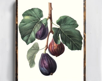 Fig Vintage Drawing Antique Fruit Illustration Of Fig Old Drawing Print Fig Botany Art Plant Artwork Kitchen Decor