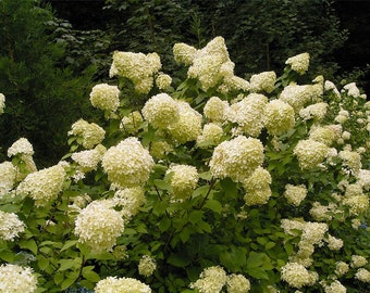 Hydrangea Root Etsy