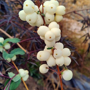 May include: A cluster of white berries on a thin brown stem with green leaves. The berries are round and smooth, with a slightly textured surface.
