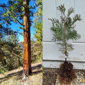 Incense Cedar 2-3&#39; Live Plant - Fast growing evergreen tree - Tough western native - Drought heat and deer resistant Calocedurs decurrens