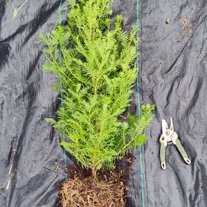 Dawn Redwood - Live 3 gallon plant - 3 year old tree Metasequoia glyptostroboides - Fast growing conifer that is very popular for bonsai