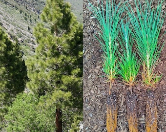 Jeffrey Pine set of 3 live tree seedlings - Drought tolerant western native with dense evergreen foliage, deer resistant and heat tolerant