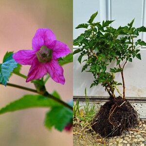 Western Salmonberry - Live quart plant - Colorful flowers and sweet raspberry fruit - Pacific native for pollinators - Rubus spectabilis