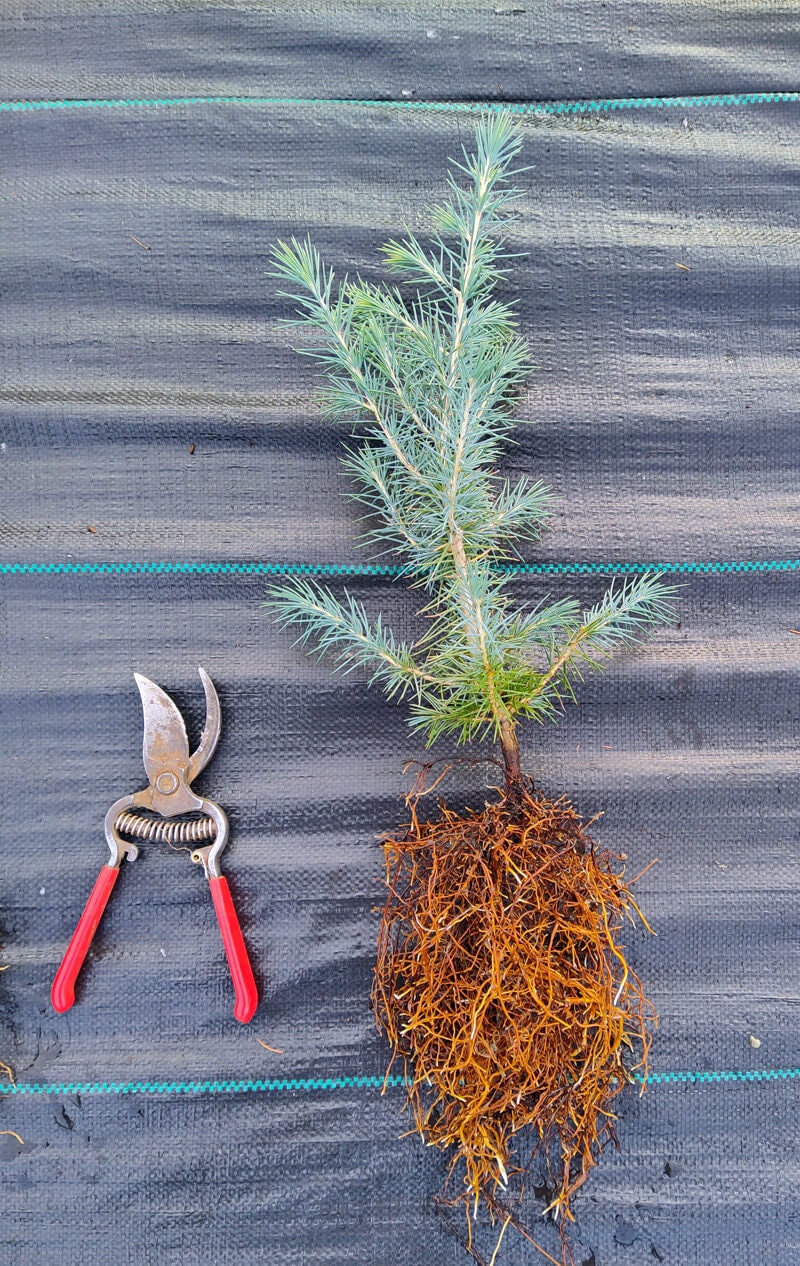 Deodar Cedar - Live Tree Seedling 12-16