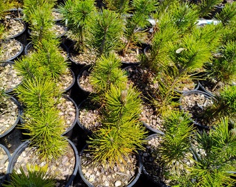 Pinus leucodermis - Bosnian Pine 6 to 10 inches tall - Live Plant - Excellent species for bonsai, grown with air pruned roots for good form