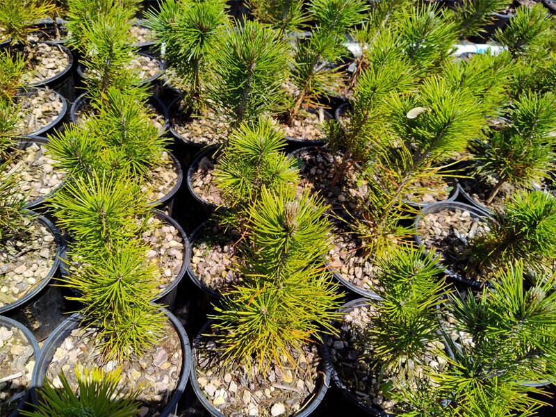 pinus leucodermis bonsai Twisty Mugo Pine