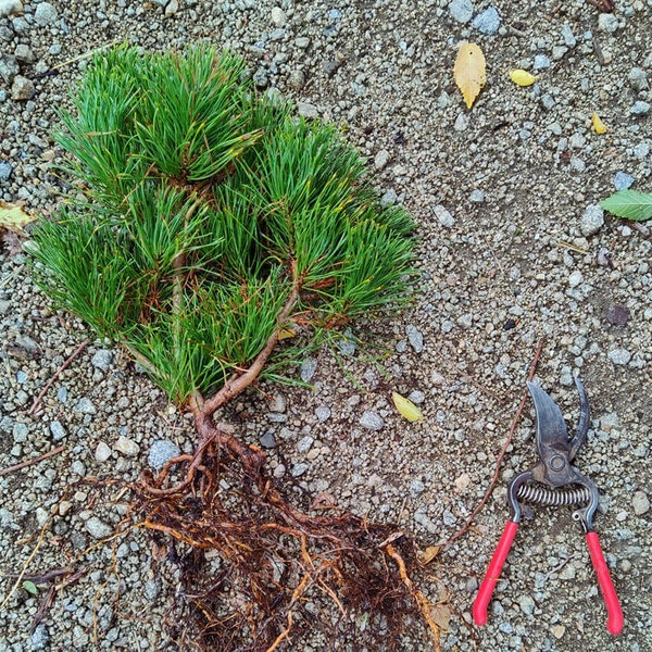 Pinus mugo sp. Mughus - Dwarf Swiss Pine 18 to 24 inches tall - 8 years old