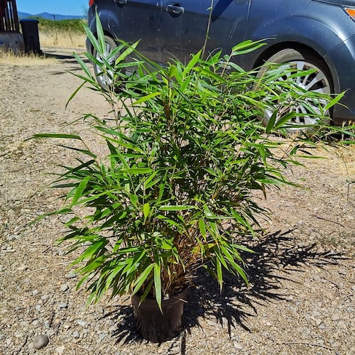 Fargesia Robusta 'wolong' Live Clumping Bamboo Plants for Hedge or Specimen  - Etsy