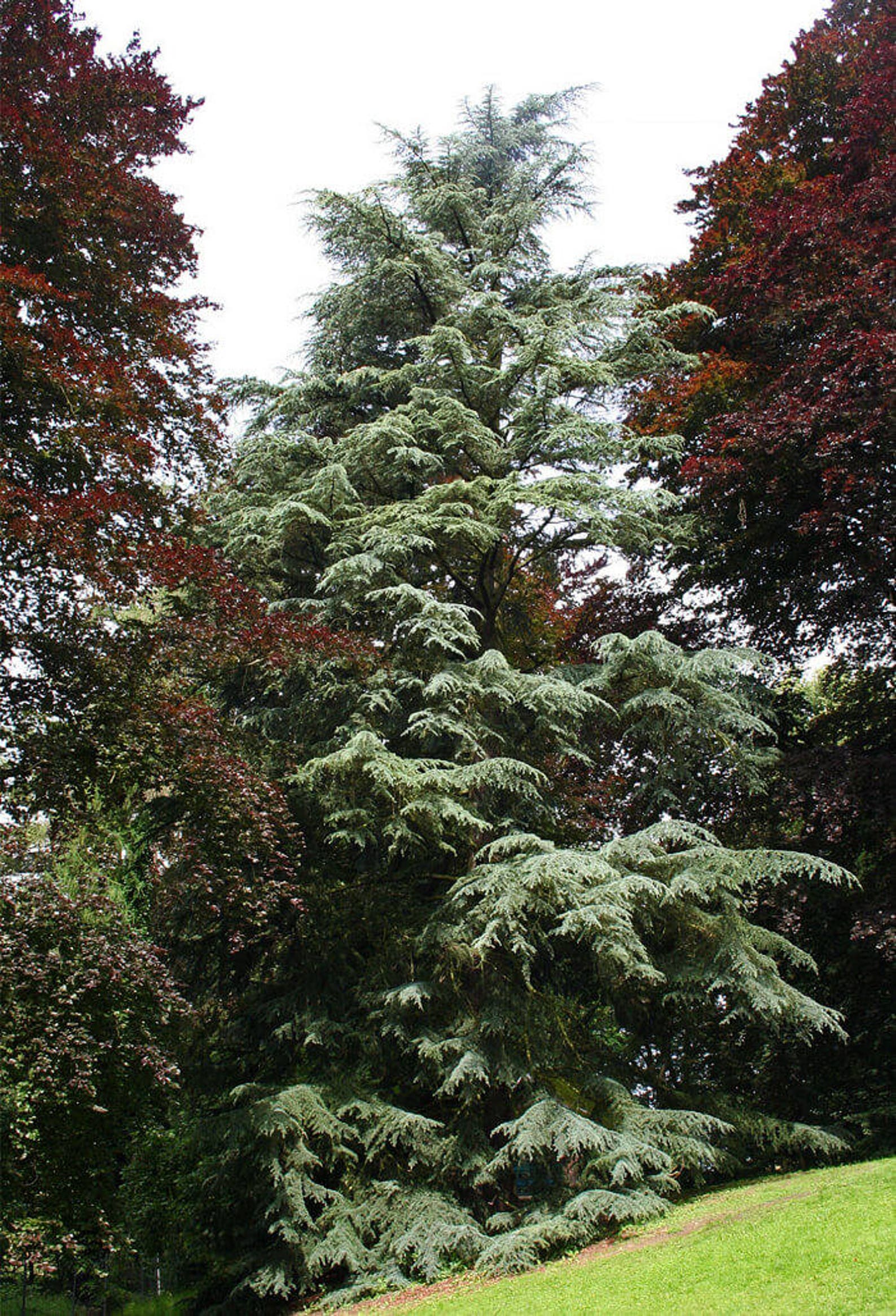 Deodar Cedar Extra cold hardy strain zones 611. 812 inch Etsy
