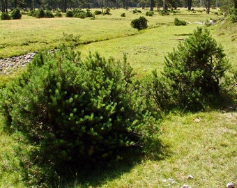 Pinus mugo sp. Mughus - Dwarf Swiss Pine 18 to 24 inches tall - 8 years old