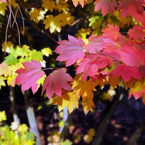 May include: Close-up of a tree branch with vibrant autumn leaves. The leaves display a gradient of colors, including bright yellow, orange, and deep red. The leaves are in focus, with a blurred background of more leaves and tree trunks.