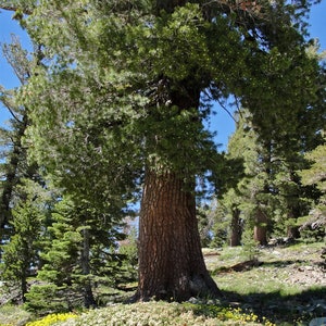 May include: A tall, mature pine tree with a thick, textured brown trunk and lush green foliage. The tree stands prominently against a clear blue sky, surrounded by other trees and a ground cover of yellow and white wildflowers.