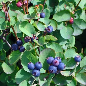 Western Serviceberry / Saskatoon Berry - quart live plant - Sweet edible berries in summer for people and wildlife - Amelanchier alnifolia