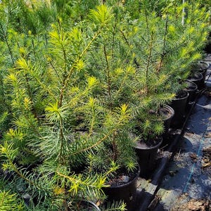 May include: A collection of young evergreen conifer saplings planted in individual black plastic nursery pots. Each sapling features slender, needle-like foliage in shades of vibrant lime green and deep forest green, arranged in rows.