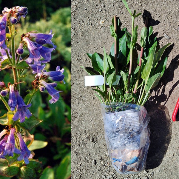 Penstemon ovatus - Broad Leaf Beards Tongue Flower large crown - Live Plant