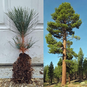 May include: A young Ponderosa pine sapling with exposed brown roots and long green needles next to a mature, tall Ponderosa pine tree with a thick, textured orange-brown bark and a dense canopy of green needles against a clear blue sky.