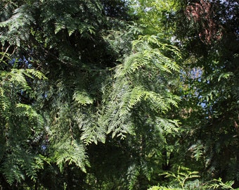 Western Red Cedar - Live tree seedling 12-14" tall. Native fast growing evergreen and deer resistant, great for screening - Thuja plicata