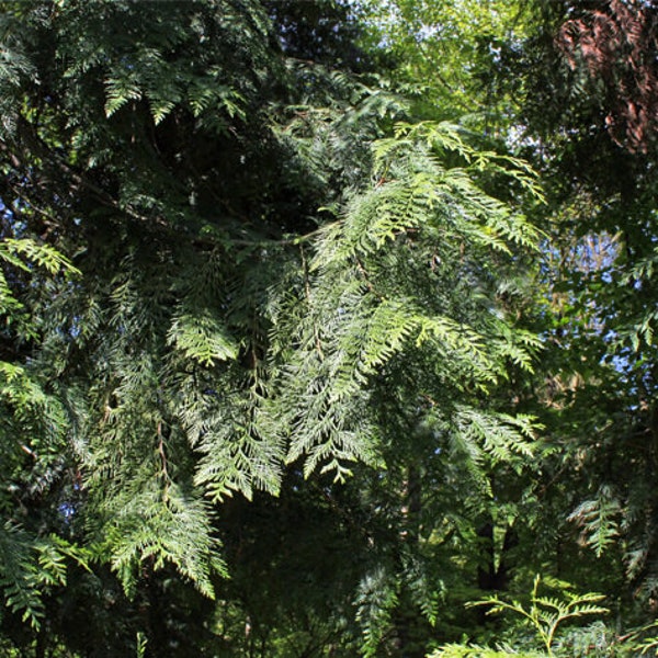 Western Red Cedar - Live tree seedling 12-14" tall. Native fast growing evergreen and deer resistant, great for screening - Thuja plicata