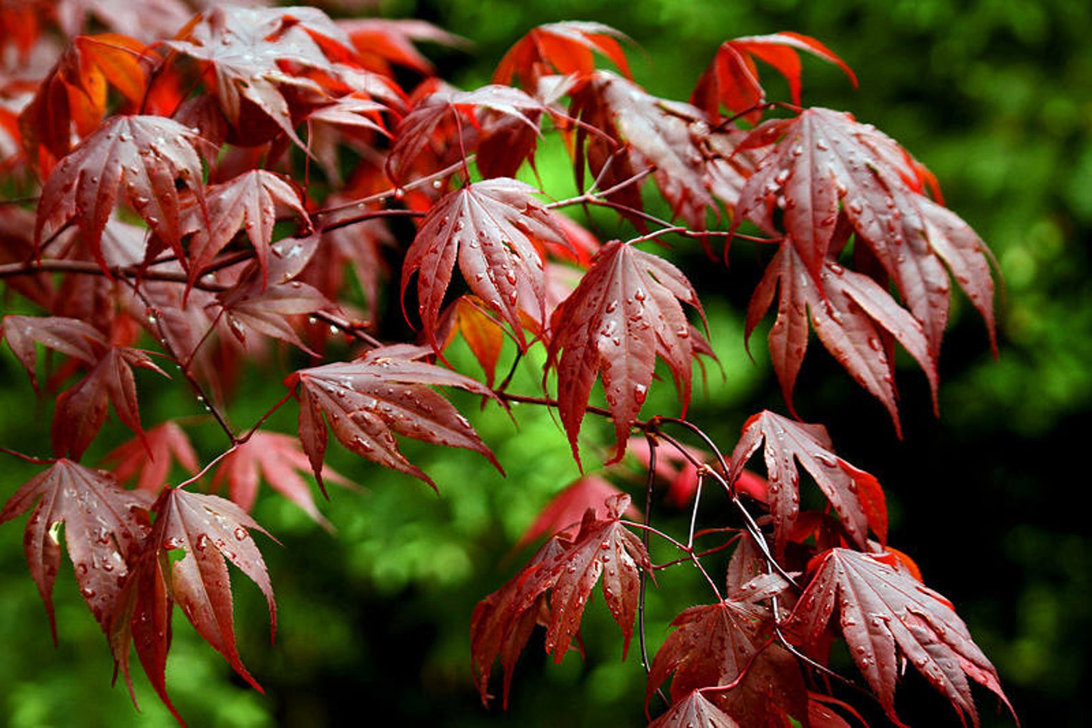 Red Japanese Maple Tree 16-18 Tall Live Plant Great image 0.