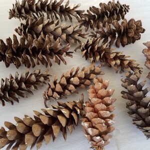 Winter Pinecones Real Pinecones Natural Christmas Decor Winter Crafts Rustic Decor Holiday Crafts Fall Decor Fall Crafts Holiday Decor 12