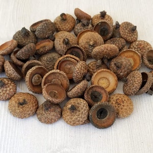 Acorn Caps Natural Acorn Caps Real Acorn Caps Rustic Decor Thanksgiving Craft Holiday Decor New England Decor Fall Decor Fall Crafts 50 pcs