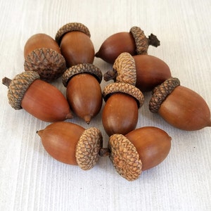 JUMBO Acorns Real Acorns Extra Large Real Acorns Natural Acorns Large Natural Acorns Fall Acorns for Craft Acorns about 1-1.5"  - 10 or 25