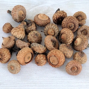 TINY Acorns Small Real Acorns Natural Acorns Rustic Decor Thanksgiving Floral Craft Holiday Centerpiece Small Acorns Tiny Real Acorns - 25