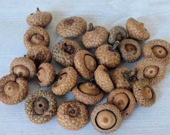 Acorns Real Natural Acorns Rustic Decor Thanksgiving Floral Craft Holiday Centerpiece Early Season Young Acorns Flat Acorns - 25